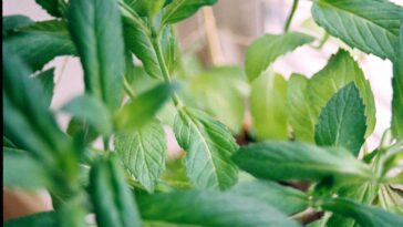A detailed view of fresh green mint leaves, showcasing their texture and vibrant color.